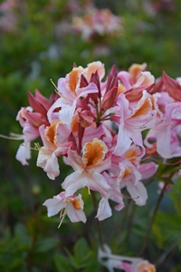 Azalea occidentale Delicatisssima